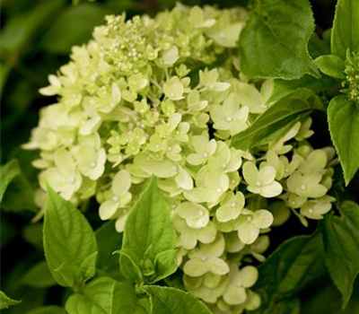 Hydrangea paniculata 'Little Lime'®