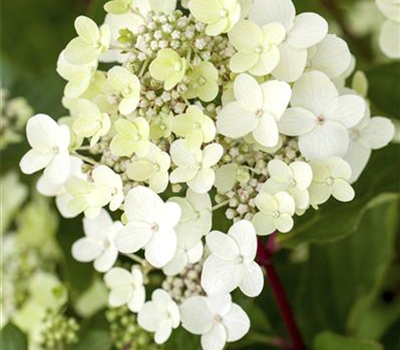 Hydrangea paniculata 'Vanille Fraise'®