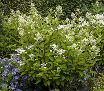 Hydrangea paniculata 'Wim´s Red'(s)