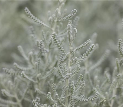 Santolina chamaecyparissus