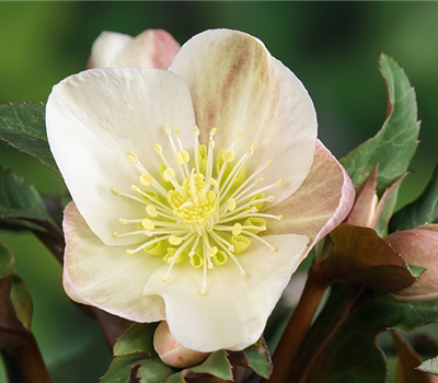 Helleborus x ballardiae 'Camelot'
