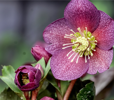 Helleborus x glandorfensis 'Ice N´Roses Red'