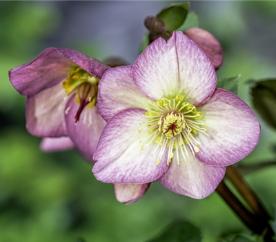 Helleborus x glandorfensis 'Ice N´Roses Rosa'