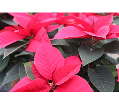 Euphorbia pulcherrima