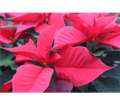 Euphorbia pulcherrima