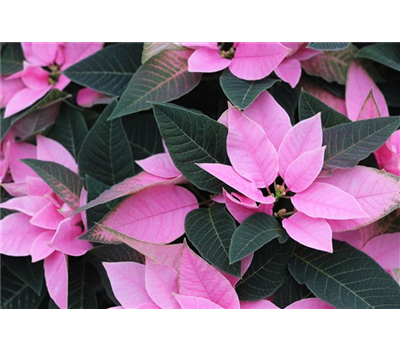 Euphorbia pulcherrima