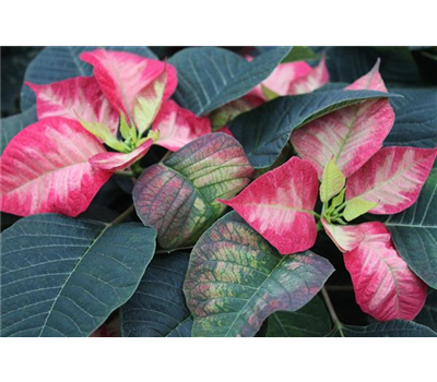 Euphorbia pulcherrima