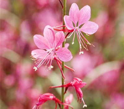 Gaura lindheimeri