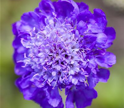 Scabiosa columbaria