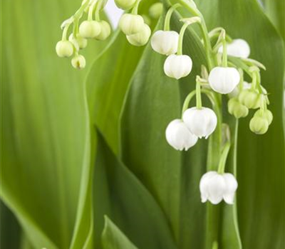 Convallaria majalis