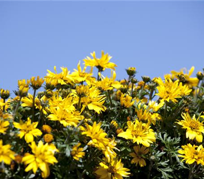 Bidens ferulifolia