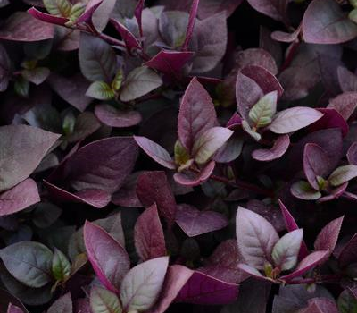 Alternanthera ficoidea