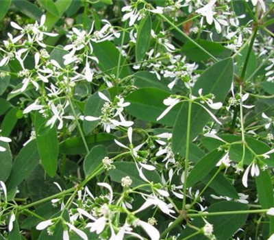 Euphorbia hypericifolia 'Diamond Frost'