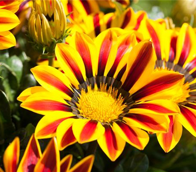 Gazania rigens