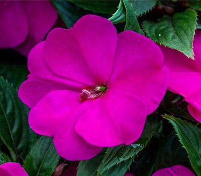 Impatiens Neuguinea-Gruppe