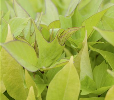 Ipomoea batatas