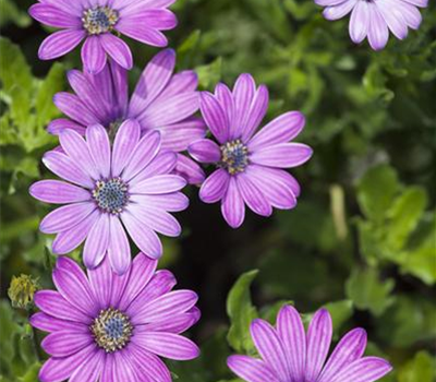 Osteospermum ecklonis