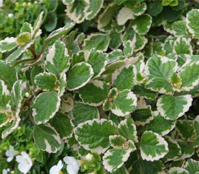 Plectranthus forsteri 'Marginatus'