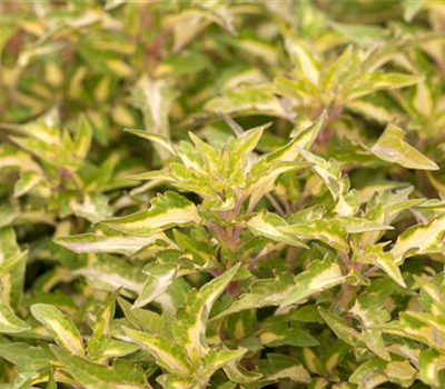 Plectranthus scutellarioides
