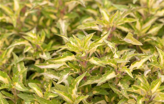 Dracaena surculosa