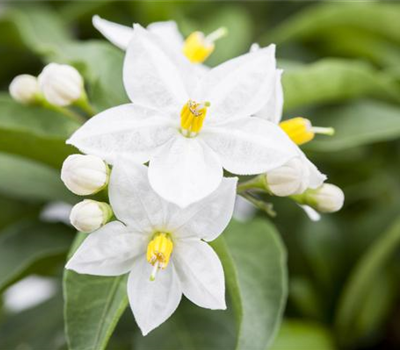 Solanum jasminoides
