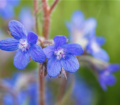 Anchusa offizinalis