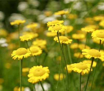 Anthemis tinctoria