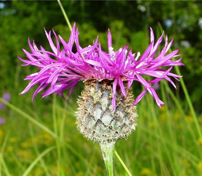 Centaurea scabiosa