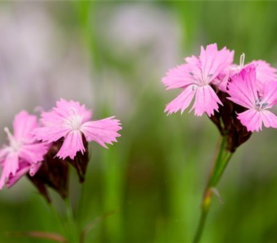 Dianthus carthusianorum
