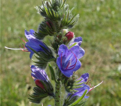 Echium vulgare