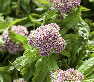 Eupatorium cannabinum