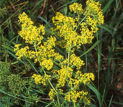 Galium verum