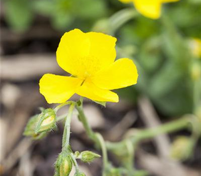 Helianthemum nummularium