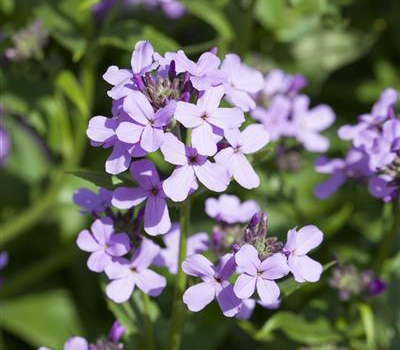 Hesperis matronalis