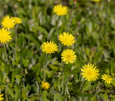 Hieracium pilosella