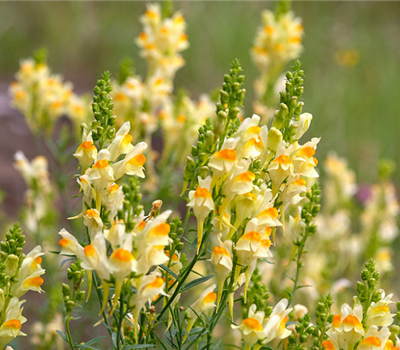 Linaria vulgaris