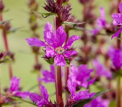 Lythrum salicaria