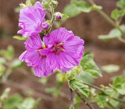 Malva moschata