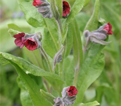 Cynoglossum officinalis