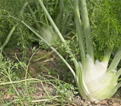 Fenchel