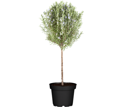 Rosmarinus officinalis