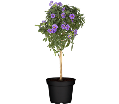 Lycianthes rantonnetii