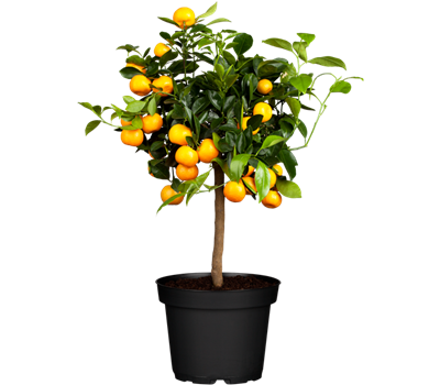 Citrofortunella microcarpa, Stamm