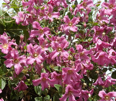 Clematis integrifolia 'Aljonushka'