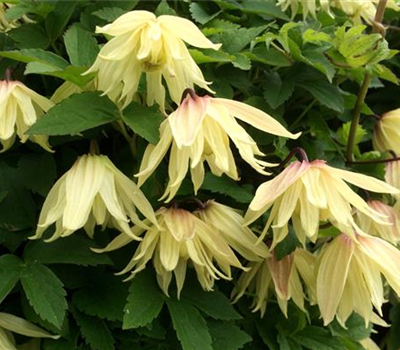 Clematis 'Amber'