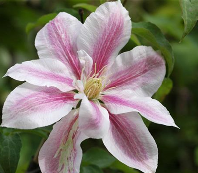 Clematis 'Andromeda'