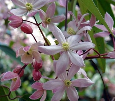 Clematis 'Apple Blossom'