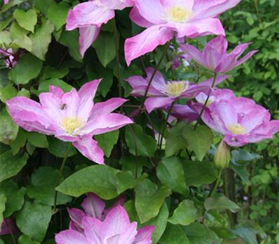 Clematis 'Asao'