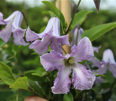 Clematis viticella 'Betty Corning'