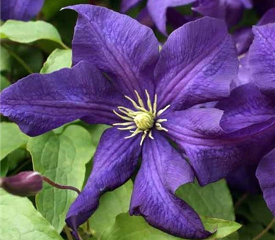 Clematis 'Aoteroa'